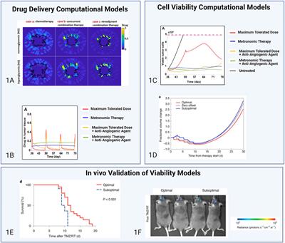 The tumor microenvironment in therapy resistance